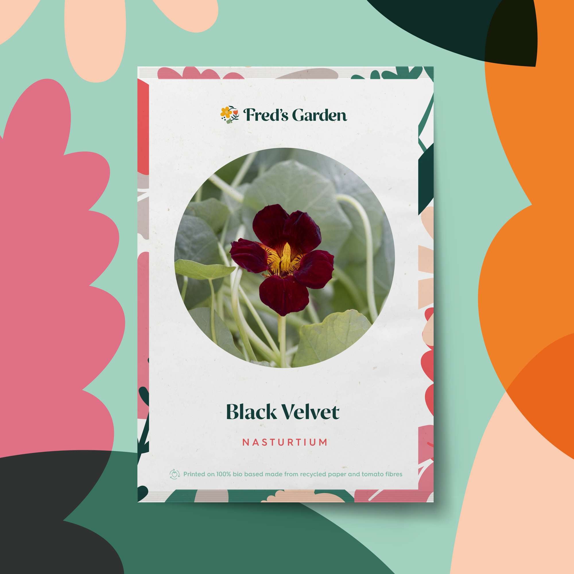 Krasse 'Black Velvet' (frö)